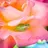 Fern_14