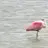 birdz6