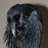 Raven4444