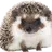 HedgingHogs