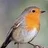RealisticRobin