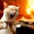 CrazyCat4588
