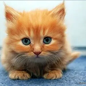 Cute things