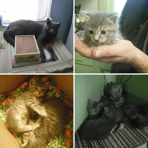The Lovely Cats!
