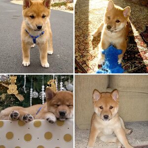 Tobei Dog