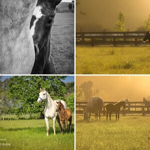 Animal Photography