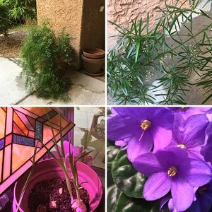 Plants