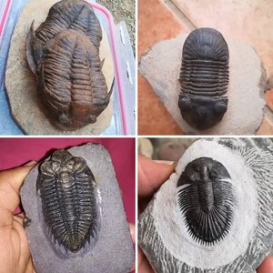 Trilobites