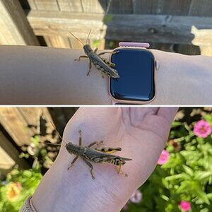 Grasshopper adventures
