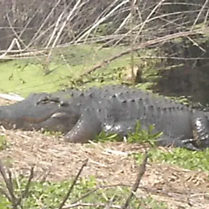 My buddy at Paynes Prairie