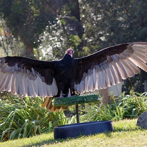 800px Turkey vulture