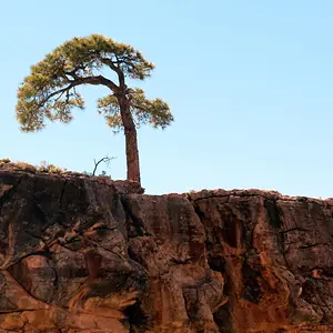 TREE1