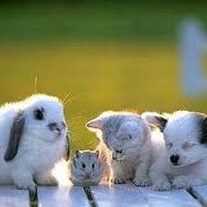 white baby animals