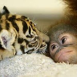 Tiger and monkey