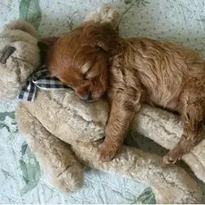 bear and puppy