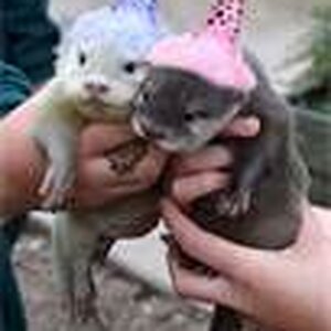 birthday otters :)