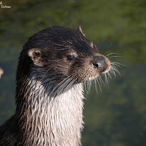 River otter by a pond.