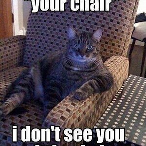 cat in chair
