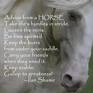 Horse advice