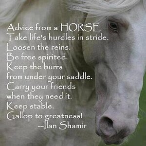 Horse advice