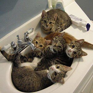 kitties in a sink