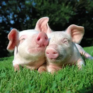 2 pig in play ground