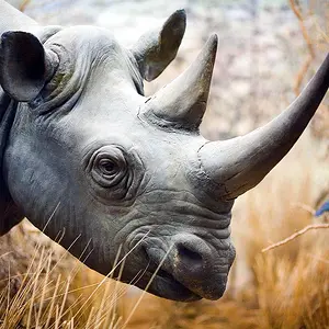 rhinoceros wallpaper 19