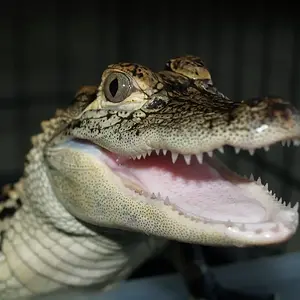 AlligatorInvasion8 1 06013