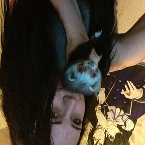 Oh my god -.- now this ones upside down -.- this is when I tueprned my ferret Louis blue wi food coloring :3