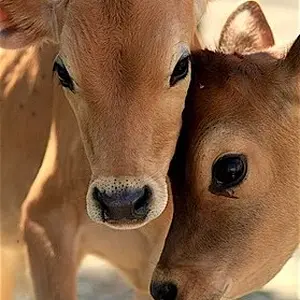 Too cute