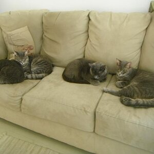 On the couch! 
From left to right is Rain, Beltane, Pagan and Winter. Beltane's the cuddliest and most affectionate!