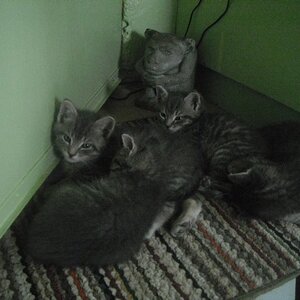 The kittens when they were still real young! I couldn't say who's who here, they all look the same!