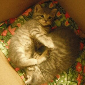 Summer and Beltane, curled up in their little box! We did find these two together, then Winter and Rain.
