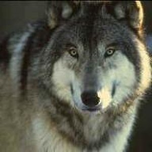 wolf power animal