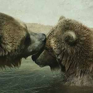 Grizzly Bear