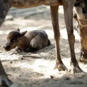 baby reindeer