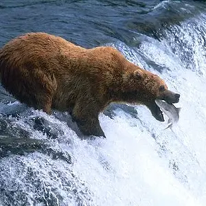brown bear