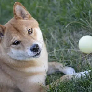 Backyard Ball