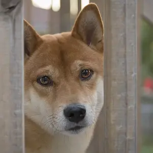 Behind Bars