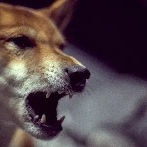 Fury!