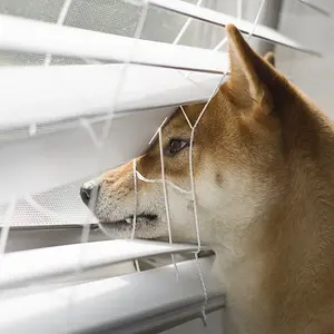 Peeping Dog