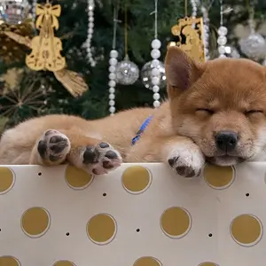Christmas present