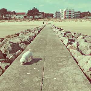 Ros (my dog) at the beach