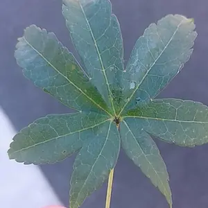 Leaf