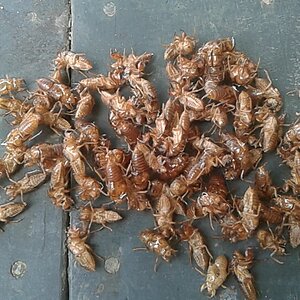 Superfluidity Of Cicadas