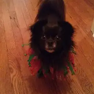 Lilly
