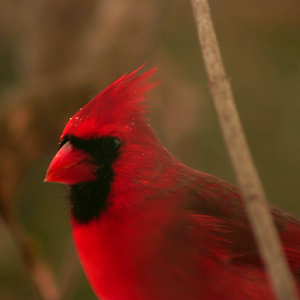 Cardinal
