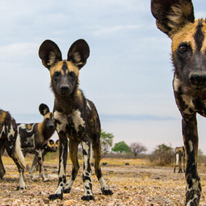 African Wild Dogs.