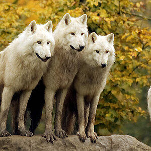 Wolf Pack.