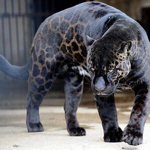 Black Jaguar.